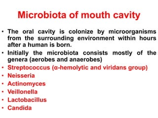 Microbiota of mouth cavity
• The oral cavity is colonize by microorganisms
from the surrounding environment within hours
after a human is born.
• Initially the microbiota consists mostly of the
genera (aerobes and anaerobes)
• Streptococcus (α-hemolytic and viridans group)
• Neisseria
• Actinomyces
• Veillonella
• Lactobacillus
• Candida
 