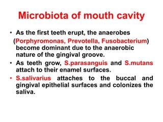 Microbiota of mouth cavity
• As the first teeth erupt, the anaerobes
(Porphyromonas, Prevotella, Fusobacterium)
become dominant due to the anaerobic
nature of the gingival groove.
• As teeth grow, S.parasanguis and S.mutans
attach to their enamel surfaces.
• S.salivarius attaches to the buccal and
gingival epithelial surfaces and colonizes the
saliva.
 