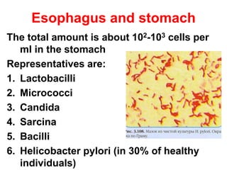 Esophagus and stomach
The total amount is about 102-103 cells per
ml in the stomach
Representatives are:
1. Lactobacilli
2. Micrococci
3. Candida
4. Sarcina
5. Bacilli
6. Helicobacter pylori (in 30% of healthy
individuals)
 