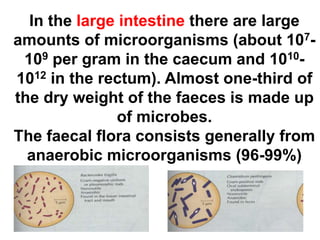 In the large intestine there are large
amounts of microorganisms (about 107-
109 per gram in the caecum and 1010-
1012 in the rectum). Almost one-third of
the dry weight of the faeces is made up
of microbes.
The faecal flora consists generally from
anaerobic microorganisms (96-99%)
 