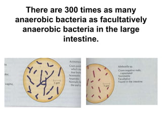 There are 300 times as many
anaerobic bacteria as facultatively
anaerobic bacteria in the large
intestine.
 