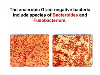 The anaerobic Gram-negative bacteria
include species of Bacteroides and
Fusobacterium.
 