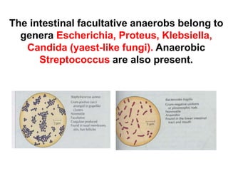 The intestinal facultative anaerobs belong to
genera Escherichia, Proteus, Klebsiella,
Candida (yaest-like fungi). Anaerobic
Streptococcus are also present.
 