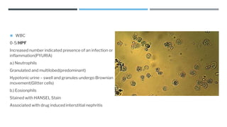 Clinical microscopy [Autosaved].pptx