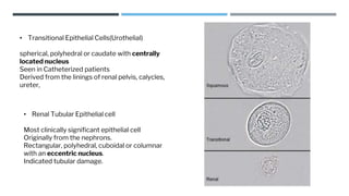Clinical microscopy [Autosaved].pptx
