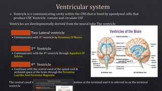 Two Lateral ventricle
• Communicates with 3rd ventricle by Foramina Of Monro
3rd Ventricle
• Communicates with the 4th ventricle through Aqueduct Of
Sylvius
4th Ventricle
• Continues with the central canal of the spinal cord &
archnoid space of the brain through the Foramina
Luschka And Foramina Magendie
The central canal in the spinal cord has a small dilatation at the terminal end it is referred to as the terminal
ventricle
 
