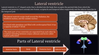 Lateral ventricle is a ‘C’ shaped cavity that is divided into the body that occupies the parietal lobe from which the
anterior and posterior horn extends into frontal, occipital & and temporal lobes respectively and the inferior horn lies in
the temporal pole
The lateral ventricle wraps itself around the thalamus, the
lentiform nucleus, and the caudate nucleus
It is lined with ependyma and filled with cerebrospinal fluid. It has
a capacity of about 7-10 ml
The main part of two ventricles are separated from each other by
a septum extending between corpus callosum and fornix called
septum pellucidum
Anterior horn Body Posterior horn Inferior horn
Parts of Lateral ventricle
 