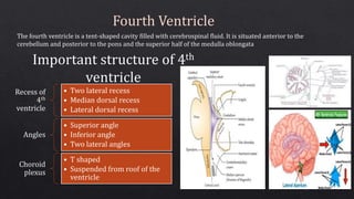 The fourth ventricle is a tent-shaped cavity filled with cerebrospinal fluid. It is situated anterior to the
cerebellum and posterior to the pons and the superior half of the medulla oblongata
Fourth Ventricle
Recess of
4th
ventricle
• Two lateral recess
• Median dorsal recess
• Lateral dorsal recess
Angles
• Superior angle
• Inferior angle
• Two lateral angles
Choroid
plexus
• T shaped
• Suspended from roof of the
ventricle
Important structure of 4th
ventricle
 