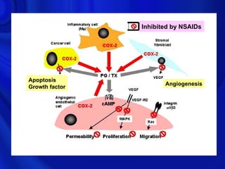 Inhibited by NSAIDs




Apoptosis
                            Angiogenesis
Growth factor




 Induced apoptosis
 