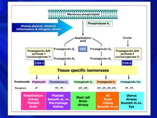 Diverse physical, chemical,
 Inflammatory & mitogenic stimuli


                                                                                   COXIBS




               COX-1                                                                COX-2

                                 Tissue specific isomerases

Prostanoids Prostacyclin    Thromboxane A2   Prostaglandin D2   Prostaglandin E2   Prostaglandin F2α




       Endothelium           Platelet                               GI         Uterus
                                              Mast cell
         Kidney            Smooth m. vv.                           Brain       Airway
                                                Brain
         Platelet           Macrophage                            Kidney     Smooth m.vv.
                                               Airway
          brain               Kidney                            Smooth m vv.     Eye
 