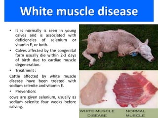 Clinical nutrition in cattle | PPSX