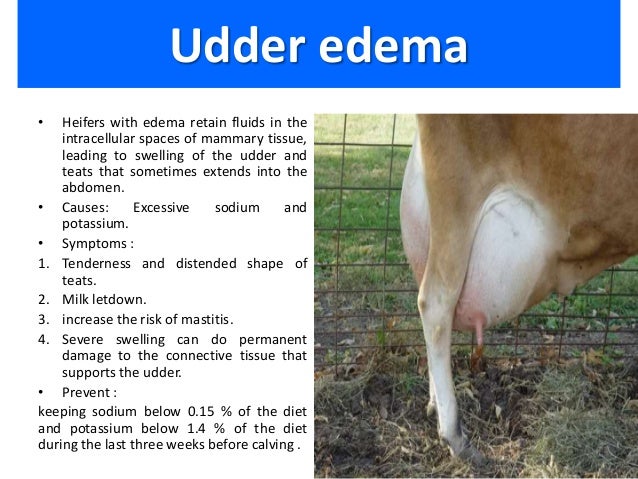 Edema Pada Sapi Is Edema Of The Udder Normal? , 3 Tips to Ward Off Udder Edema – XOUM