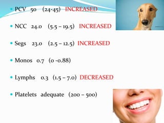  PCV 50 (24-45) INCREASED
 NCC 24.0 (5.5 – 19.5) INCREASED
 Segs 23.0 (2.5 – 12.5) INCREASED
 Monos 0.7 (0 -0.88)
 Lymphs 0.3 (1.5 – 7.0) DECREASED
 Platelets adequate (200 – 500)
 