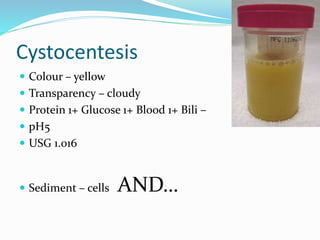 Cystocentesis
 Colour – yellow
 Transparency – cloudy
 Protein 1+ Glucose 1+ Blood 1+ Bili –
 pH5
 USG 1.016
 Sediment – cells AND…
 