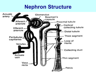 Nephron Structure
 