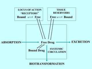 Bound Free Free Bound
LOCUS OFACTION
“RECEPTORS”
TISSUE
RESERVOIRS
SYSTEMIC
CIRCULATION
Free Drug
Bound Drug
BIOTRANSFORMATION
EXCRETION
ABSORPTION
 