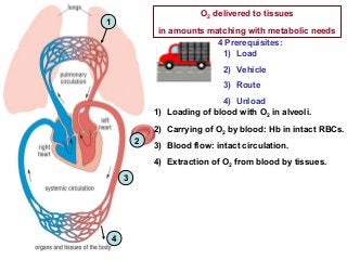 1
4
3
2
O2 delivered to tissues
in amounts matching with metabolic needs
4 Prerequisites:
1) Load
2) Vehicle
3) Route
4) Unload
1) Loading of blood with O2 in alveoli.
2) Carrying of O2 by blood: Hb in intact RBCs.
3) Blood flow: intact circulation.
4) Extraction of O2 from blood by tissues.
 