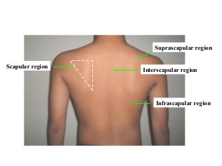 Infrascapular region
Interscapular region
Suprascapular region
Scapular region
 