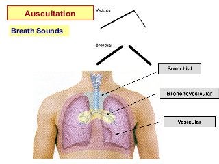 Breath Sounds
Auscultation
 