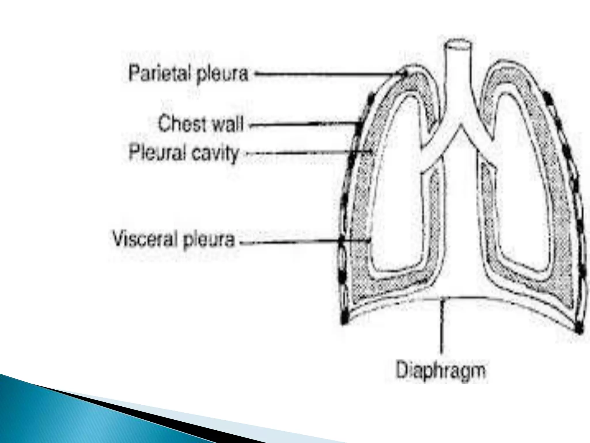 Clinical presentation of a patient with pleural effusion | PPTX
