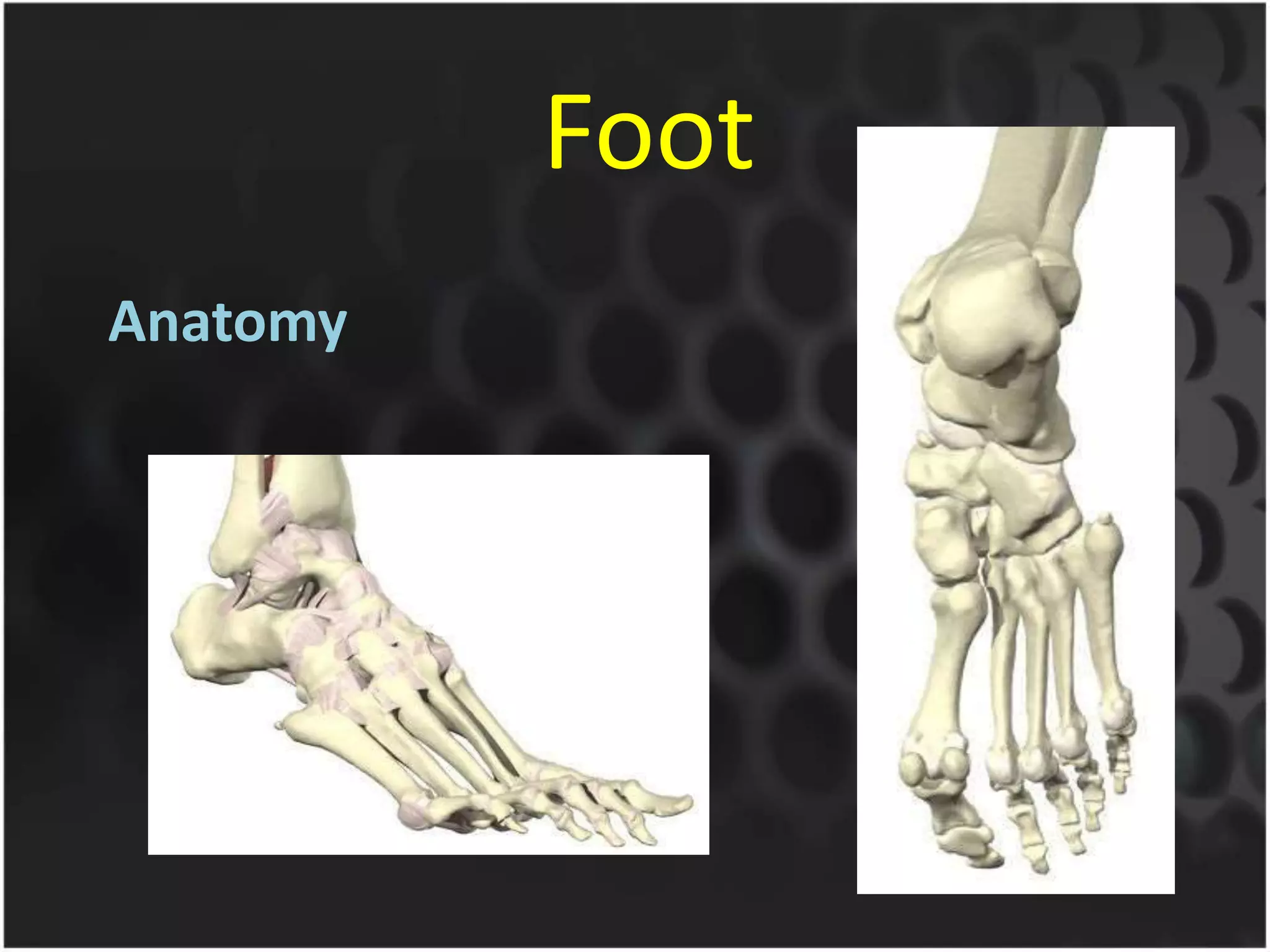 Foot
Anatomy