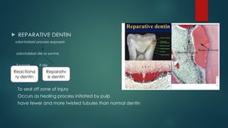 CLINICAL RELEVANCE OF DENTIN POWER POINT PRESENTATION | PPTX
