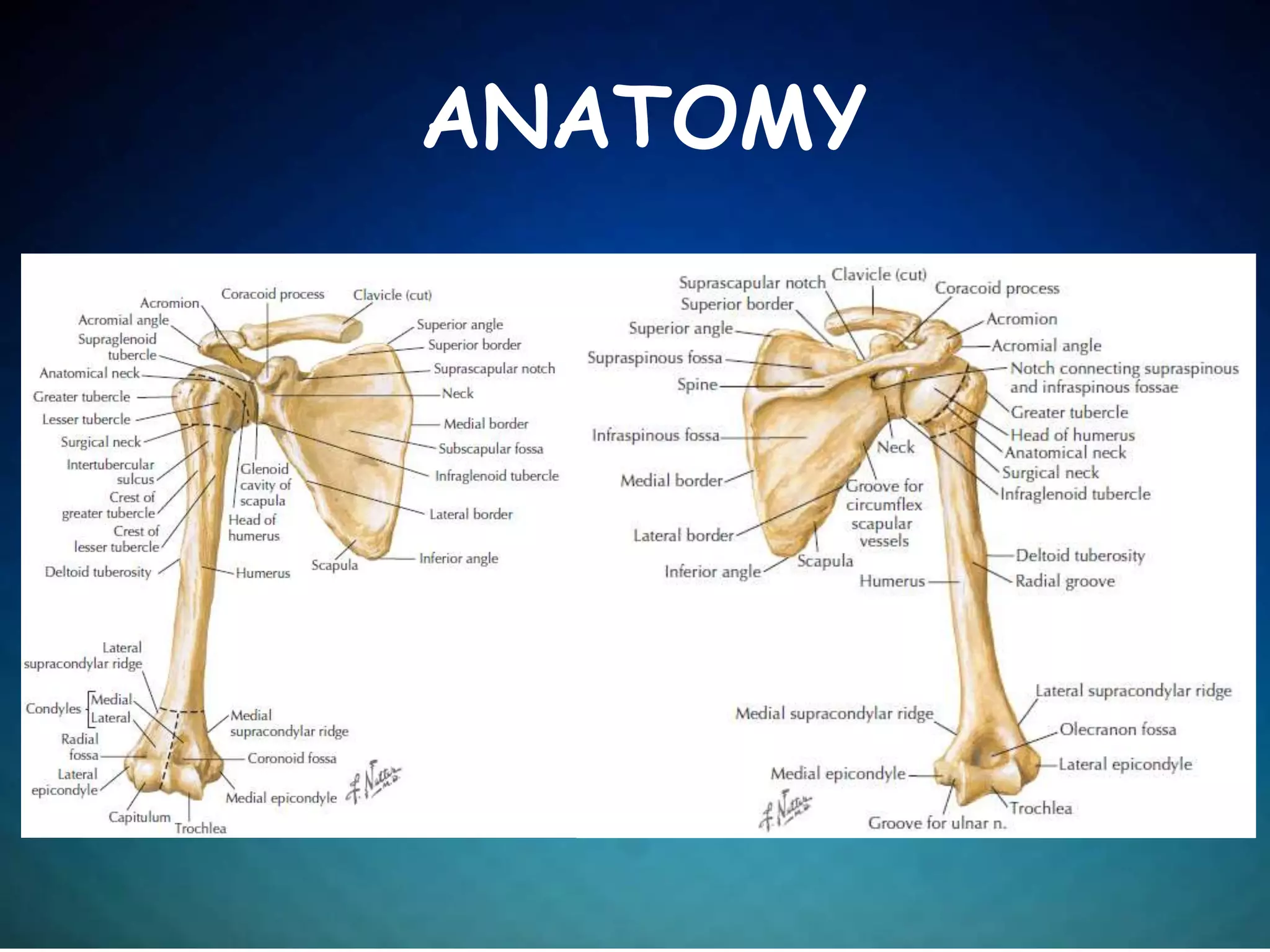 ANATOMY
 