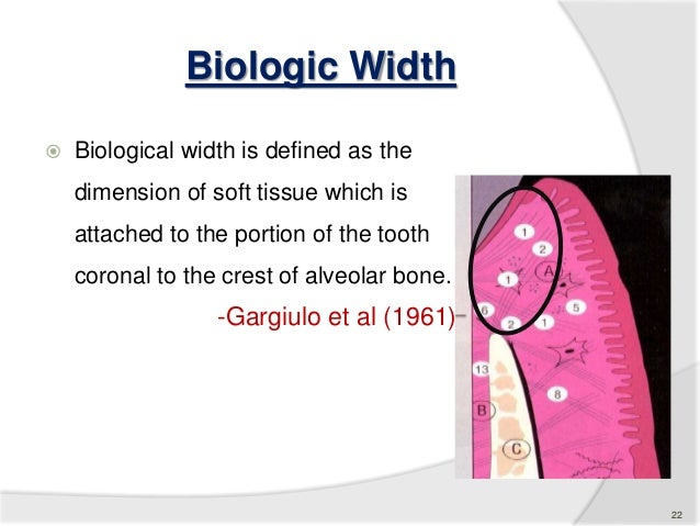 biologic width
