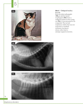 Clinical signs in small animal medicine | PDF