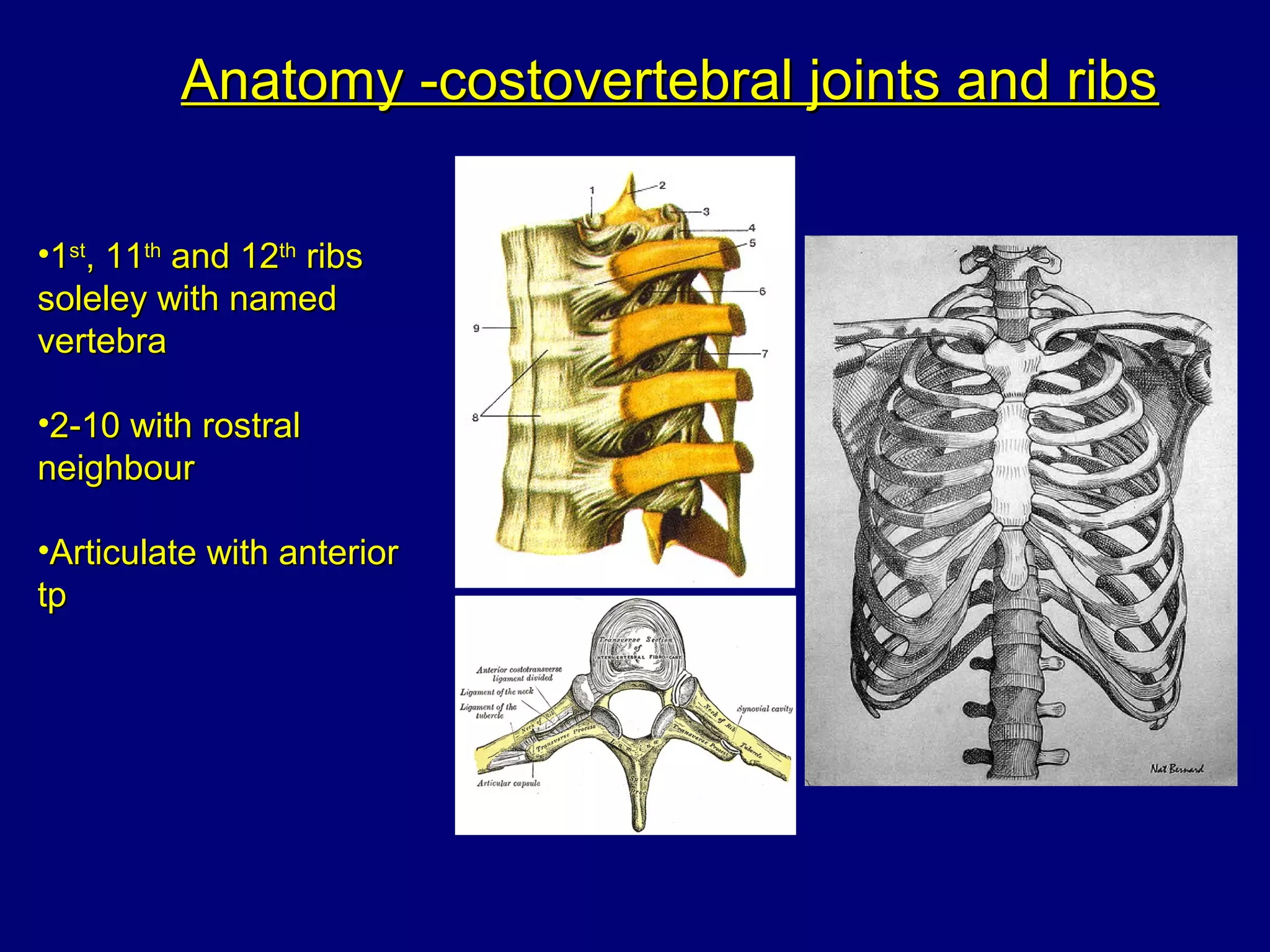 Clinical spinal anatomy for students v2 | PPT