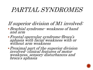 If superior division of M1 involved:
Brachial syndrome- weakness of hand
and arm
Frontal opercular syndrome-Broca’s
aphasia with facial weakness with or
without arm weakness
Proximal part of the superior division
involved- clinical features of motor
weakness, sensory disturbances and
broca’s aphasia
 
