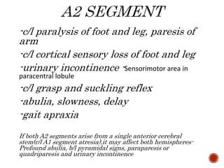 -c/l paralysis of foot and leg, paresis of
arm
-c/l cortical sensory loss of foot and leg
-urinary incontinence -Sensorimotor area in
paracentral lobule
-c/l grasp and suckling reflex
-abulia, slowness, delay
-gait apraxia
If both A2 segments arise from a single anterior cerebral
stem(c/l A1 segment atresia),it may affect both hemispheres-
Profound abulia, b/l pyramidal signs, paraparesis or
quadriparesis and urinary incontinence
 