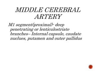 M1 segment(proximal)- deep
penetrating or lenticulostriate
branches– Internal capsule, caudate
nuclues, putamen and outer pallidus
 