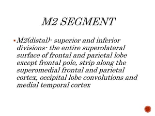 M2(distal)- superior and inferior
divisions- the entire superolateral
surface of frontal and parietal lobe
except frontal pole, strip along the
superomedial frontal and parietal
cortex, occipital lobe convolutions and
medial temporal cortex
 