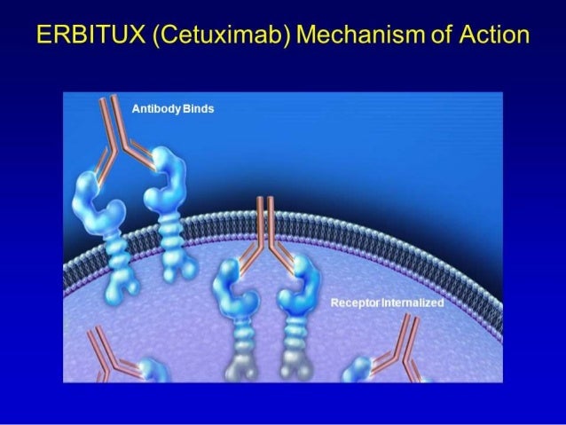 Clinical studies erbitux