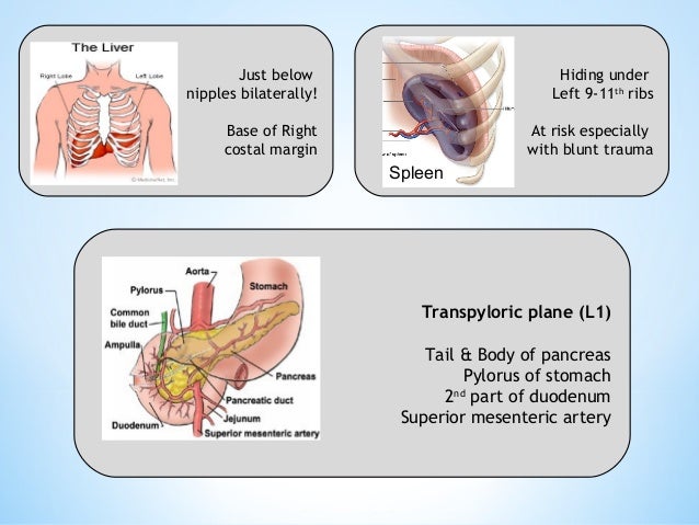 Clinical surface anatomy - Dafydd Loughran