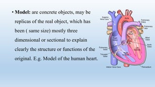 • Model: are concrete objects, may be
replicas of the real object, which has
been ( same size) mostly three
dimensional or sectional to explain
clearly the structure or functions of the
original. E.g. Model of the human heart.
 