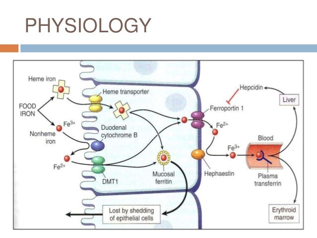 Clinical utility of serum ferritin