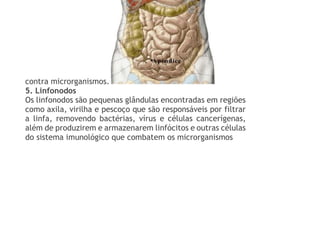 contra microrganismos.
5. Linfonodos
Os linfonodos são pequenas glândulas encontradas em regiões
como axila, virilha e pescoço que são responsáveis por filtrar
a linfa, removendo bactérias, vírus e células cancerígenas,
além de produzirem e armazenarem linfócitos e outras células
do sistema imunológico que combatem os microrganismos
 