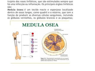 trajeto dos vasos linfáticos, que são estimulados sempre que
há uma infecção ou inflamação. Os principais órgãos linfáticos
são:
Medula óssea: é um tecido macio e esponjoso localizado
dentro de ossos longos, como quadril e o esterno, que tem a
função de produzir as diversas células sanguíneas, incluindo
os glóbulos vermelhos, os glóbulos brancos e as plaquetas;
 