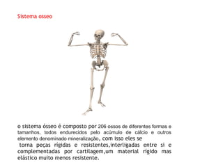 Sistema osseo
o sistema ósseo é composto por 206 ossos de diferentes formas e
tamanhos, todos endurecidos pelo acúmulo de ...