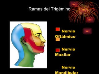 Ramas del Trigémino Nervio Oftálmico Nervio Maxilar Nervio Mandibular 