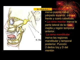 N. Oftálmico. N. Maxilar N. Mandibular •  La rama oftálmica inerva puente nasal, párpado superior, córnea, frente y cuero cabelludo. •  La rama maxilar  inerva la parte lateral de la nariz, mejilla y región temporal anterior. La rama mandibular   inerva las regiones mandibular y temporal posterior. Punción  2 dedos Izq y D del mentón 