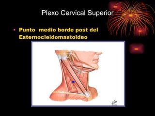 Plexo Cervical Superior Punto  medio borde post del Esternocleidomastoideo 