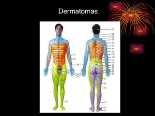 Dermatomas 