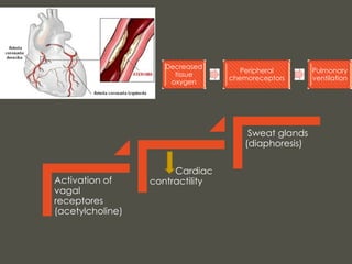 Decreased
tissue
oxygen
Peripheral
chemoreceptors
Pulmonary
ventilation
Activation of
vagal
receptores
(acetylcholine)
Cardiac
contractility
Sweat glands
(diaphoresis)
 