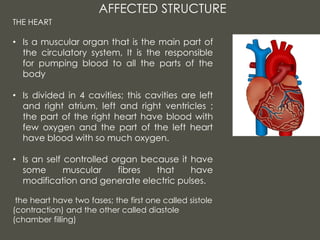 AFFECTED STRUCTURE
THE HEART
• Is a muscular organ that is the main part of
the circulatory system, It is the responsible
for pumping blood to all the parts of the
body
• Is divided in 4 cavities; this cavities are left
and right atrium, left and right ventricles ;
the part of the right heart have blood with
few oxygen and the part of the left heart
have blood with so much oxygen.
• Is an self controlled organ because it have
some muscular fibres that have
modification and generate electric pulses.
the heart have two fases; the first one called sistole
(contraction) and the other called diastole
(chamber filling)
 