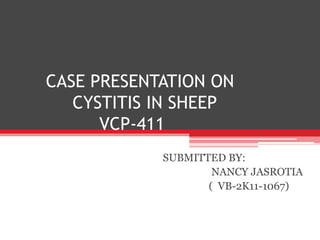 CASE PRESENTATION ON 
CYSTITIS IN SHEEP 
VCP-411 
SUBMITTED BY: 
NANCY JASROTIA 
( VB-2K11-1067) 
 