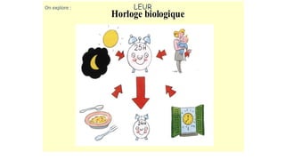 On explore : LEUR 
Horlloge biiollogiique 
 