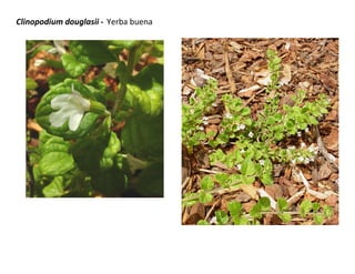 Clinopodium douglasii - Yerba buena

 